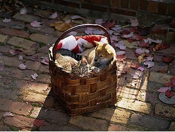 类魂游戏《不朽遗志》新截图 游戏试玩已启动